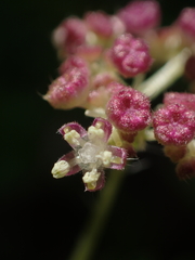 Nanocnide japonica