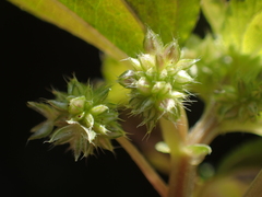 Nanocnide japonica