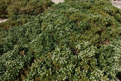 Lepidium crassum
