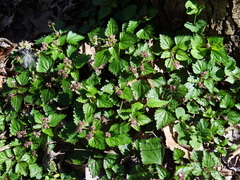 Nanocnide japonica