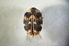 Anthrenus picturatus