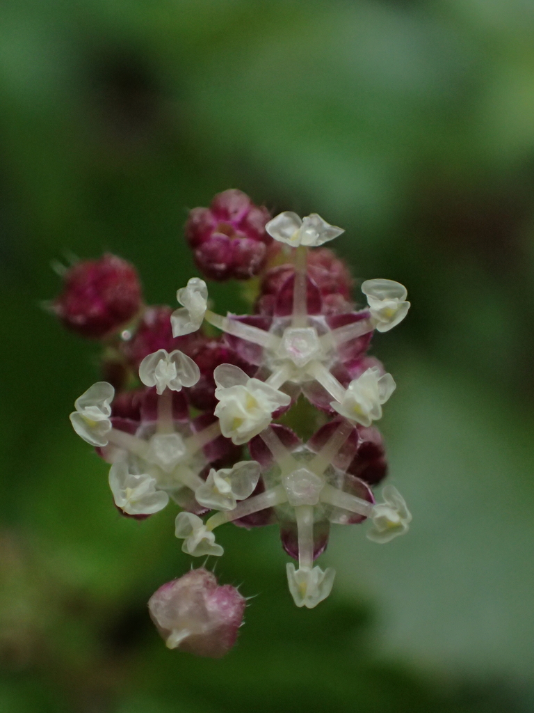 Nanocnide japonica (Nanocnide japonica)