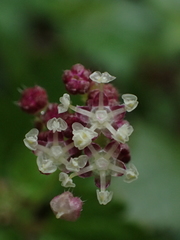 Nanocnide japonica