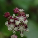 Nanocnide japonica - Photo no rights reserved, uploaded by 葉子