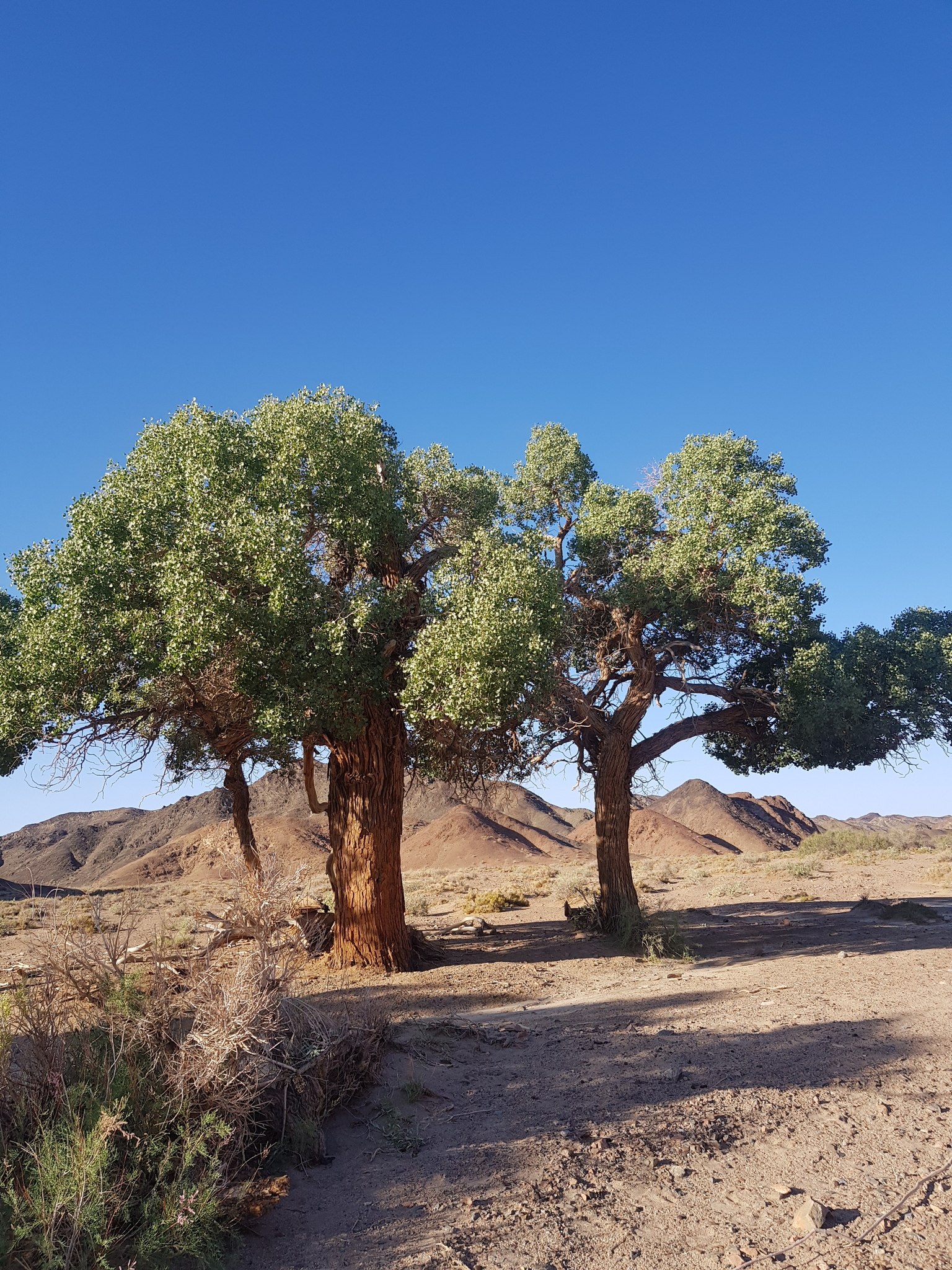 poplars, cottonwoods, and aspens (Genus Populus) · iNaturalist