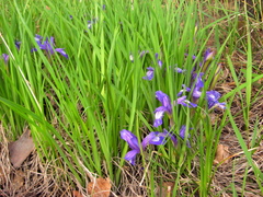 Iris ruthenica