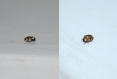 Anthrenus picturatus