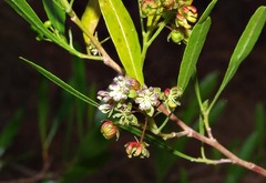 Dodonaea viscosa angustifolia