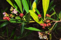 Dodonaea viscosa angustifolia