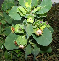 Image of Lopholaena platyphylla