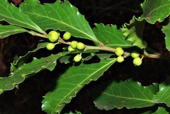 Maytenus undata