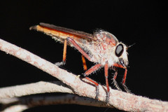 Colepia rufiventris