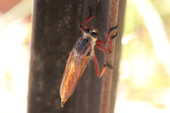 Colepia rufiventris