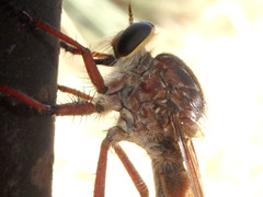 Colepia rufiventris
