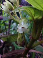 Cyrtandra platyphylla