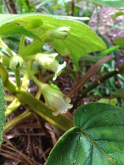 Cyrtandra platyphylla