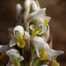 Centipede Grass Orchid - Photo no rights reserved, uploaded by 葉子
