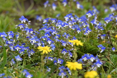 Veronica syriaca