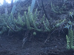 Sedum chazaroi