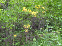 Rhododendron luteum