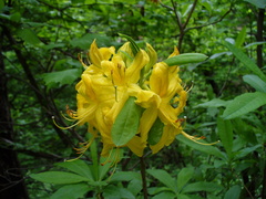Rhododendron luteum