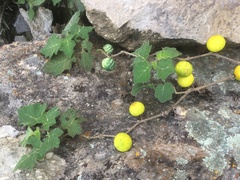 Solanum myriacanthum