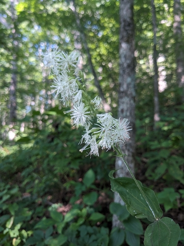 Image of Silene ovata by (c) Alaina Krakowiak, some rights reserved (CC BY)