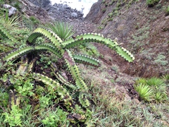 Stenocereus standleyi