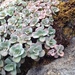 Sedum obcordatum - Photo (c) Pablo Carrillo-Reyes, some rights reserved (CC BY-NC), uploaded by Pablo Carrillo-Reyes