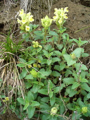 Scutellaria caucasica
