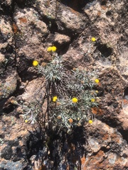 Perityle glaucescens