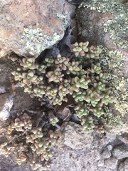 Sedum furfuraceum
