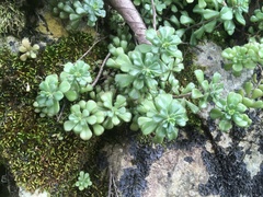 Sedum versadense