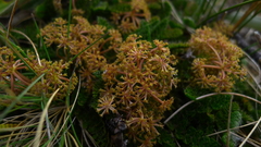 Anisotome flexuosa