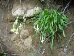 Silene saxatilis
