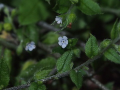 Bothriospermum zeylanicum