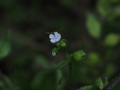 Bothriospermum zeylanicum