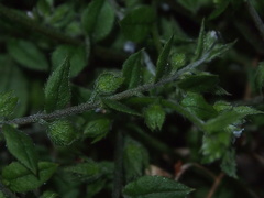 Bothriospermum zeylanicum