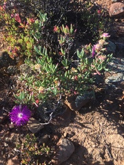 Lampranthus haworthii