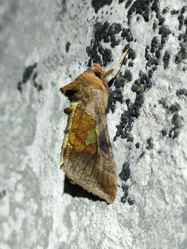 Gold Spangle