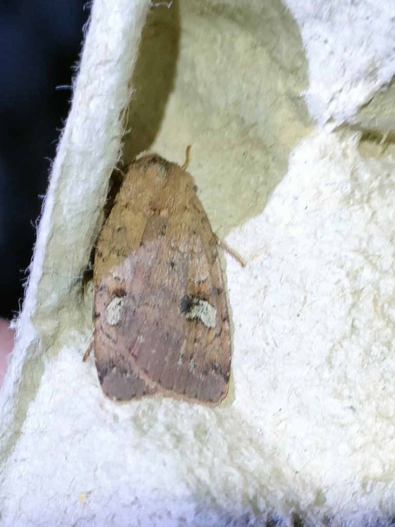 Diarsia guadarramensis