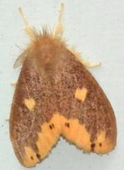 Euproctis quadrangularis