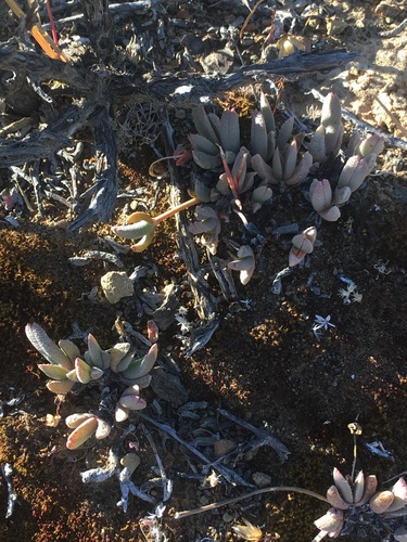 Koms Hammerfig (Hammeria gracilis)