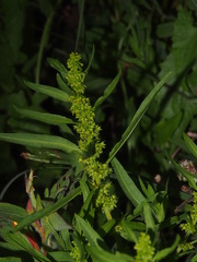 Rumex trisetifer