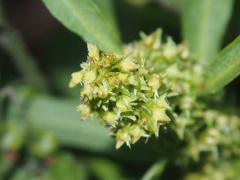 Rumex trisetifer