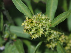 Rumex trisetifer