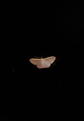 Idaea costaria