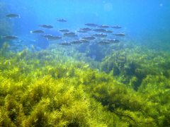 Helotes octolineatus