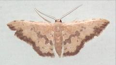 Idaea phaeocrossa