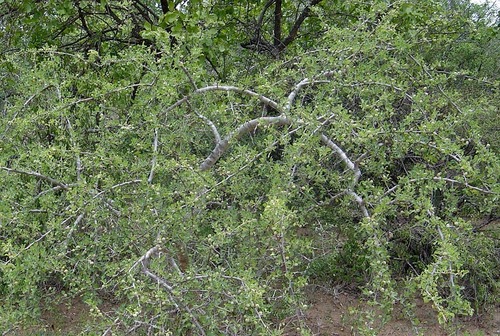 Commiphora africana image